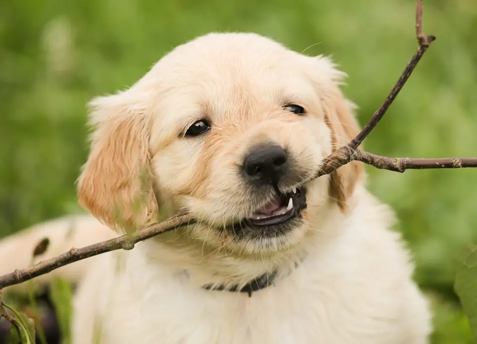 how-to-kennel-train-a-puppy