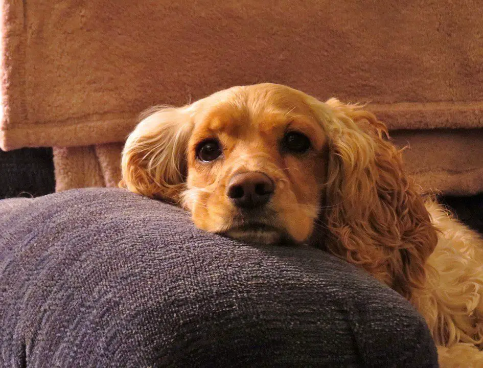 The easiest way to housebreak a dog