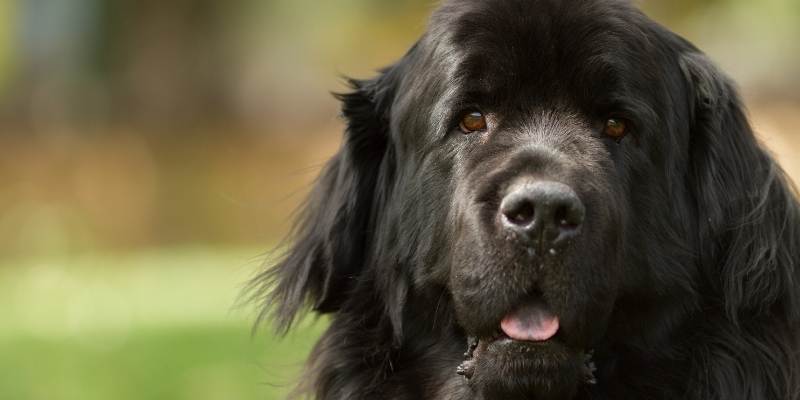 most well behaved dog breeds