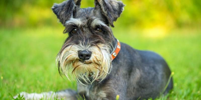 smartest small hypoallergenic dog breed