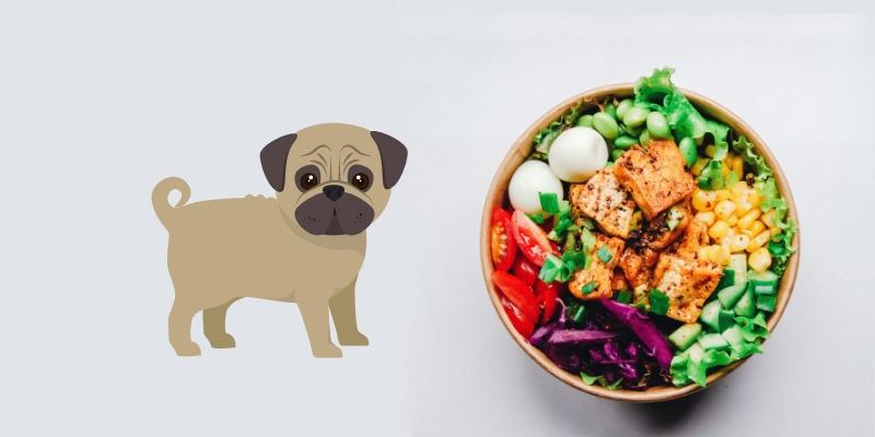 Can Dogs Eat Tofu? Here’s the Full Guide with Vets Comments
