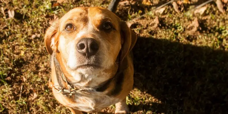 Beagle Lab Mix Personality Training And Care Tips
