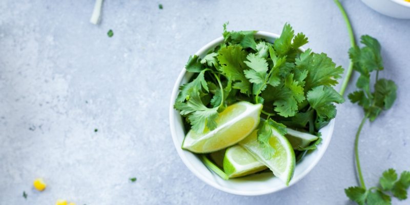 Can Dogs Eat Cilantro or It’s Toxic? (+ Vet's Comments)