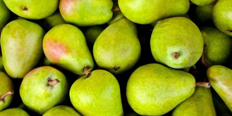 Can Dogs Eat Pears? Canned or Fresh? With or Without Cores?