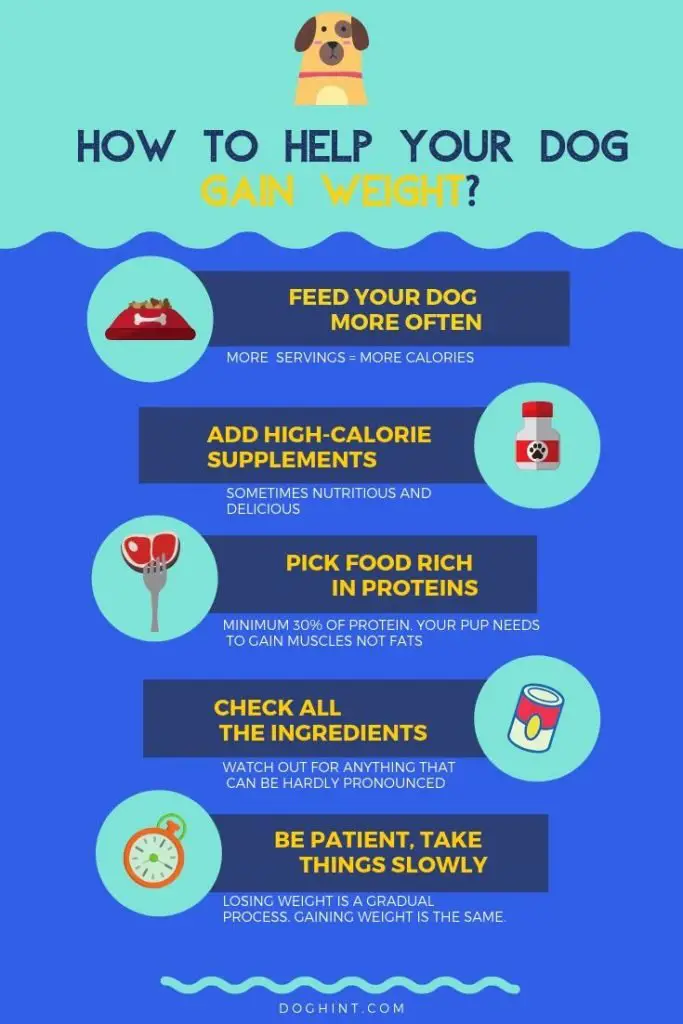 High-Calorie Dog Food: How to Help Your Pet Gain Weight?