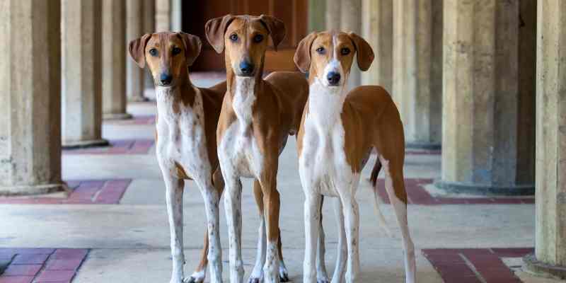 the healthiest dog breeds: small, big, smart, hypoallergenic