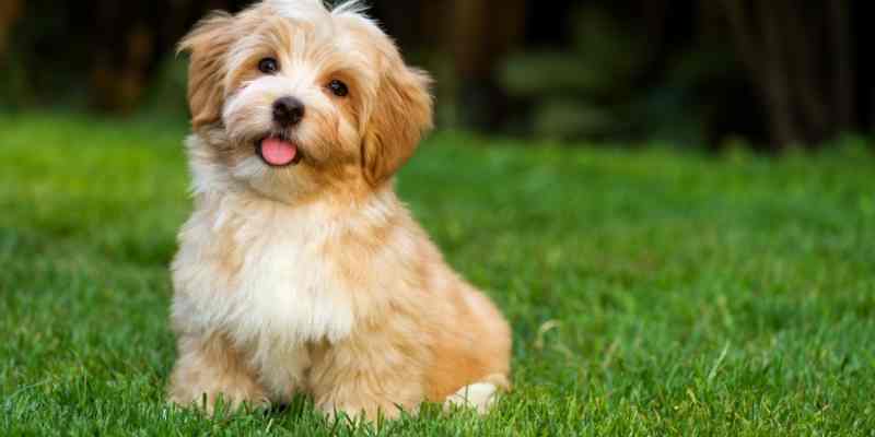 healthiest small dog breeds