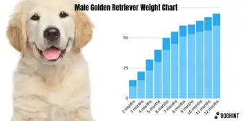 The Best Dog Food For Golden Retriever The Good The Bad