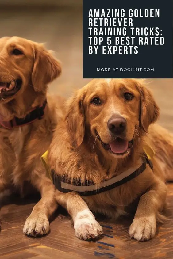 Golden Retriever Tricks: Top 5 Rated by Experts 