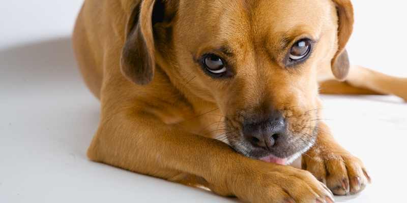 5 Common Reasons Why Puppy Is Licking His Paws