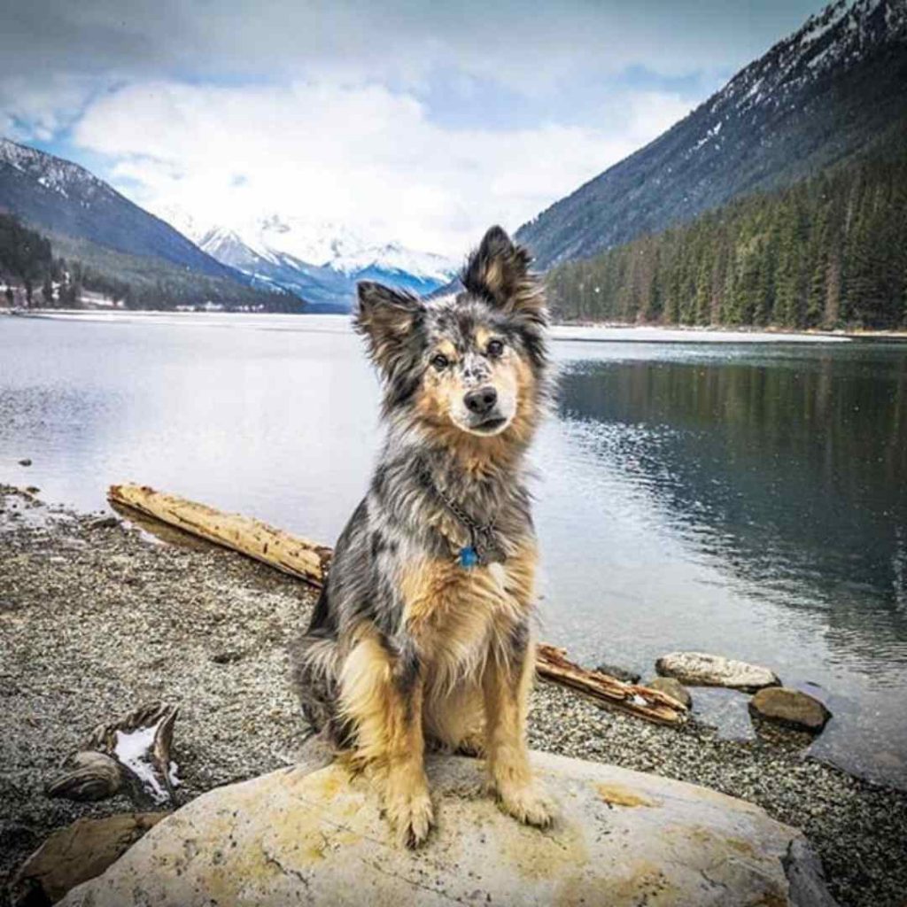 blue heeler grooming