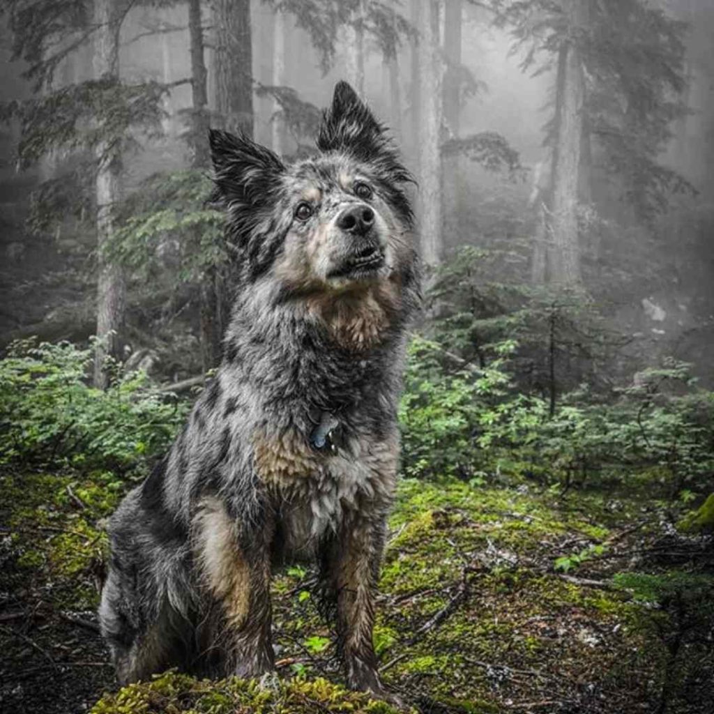 australian shepherd blue heeler mix temperament