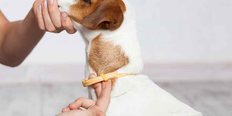 How Tight Should a Dog Collar Be? Use This Rule of Thumb!