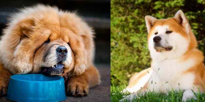 Akita Chow Mix aka Chakita: Full Guide to the Breed