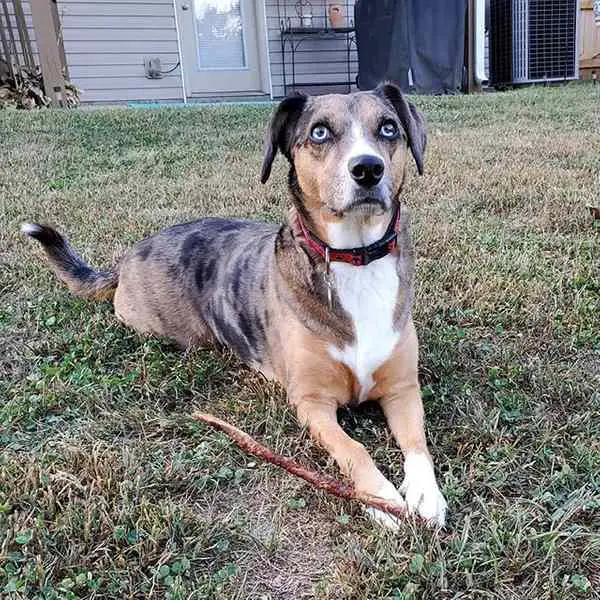 beagle australian shepard mix