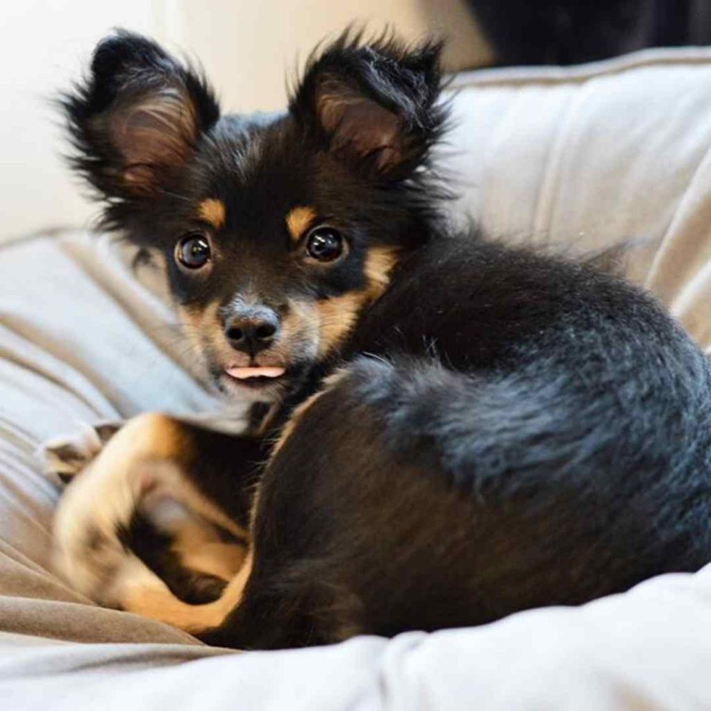 Australian Shepherd Chihuahua Mix Personality Breed Facts