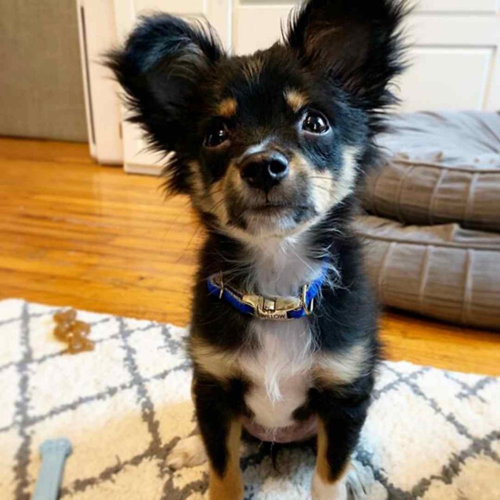 australian kelpie chihuahua mix