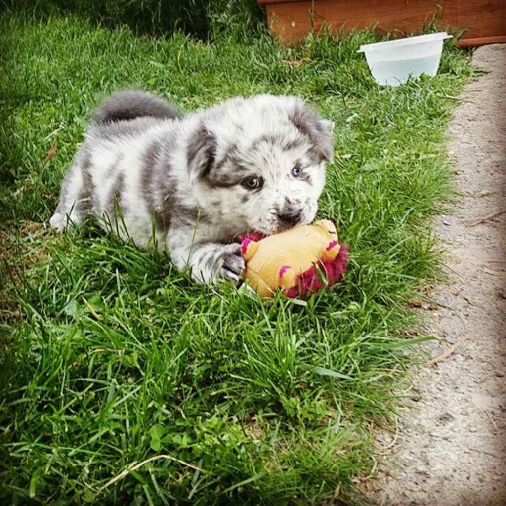 australian shepherd mix puppies