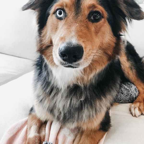 german shepherd x australian shepherd