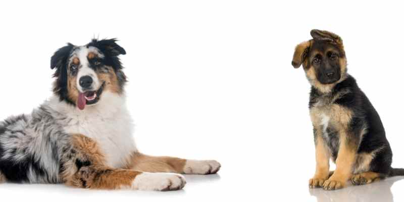 Australian Shepherd German Shepherd Mix Training And Care