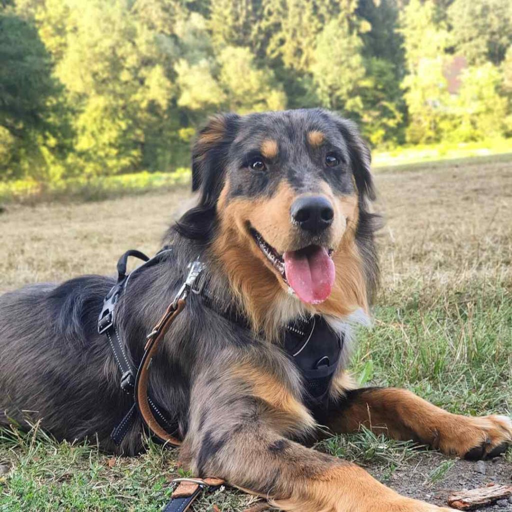 australian shepherd husky golden retriever mix