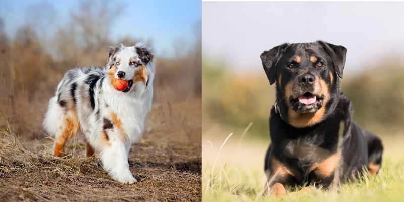 australian shepherd rottweiler mix puppies