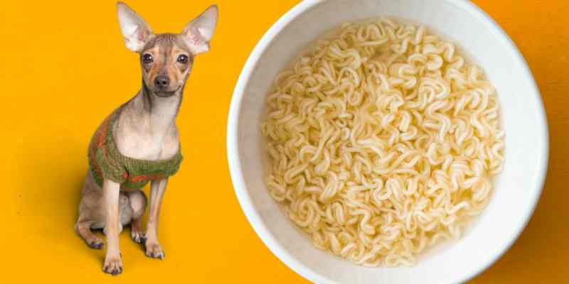 Can Dogs Eat Ramen Noodles? Raw or Cooked?