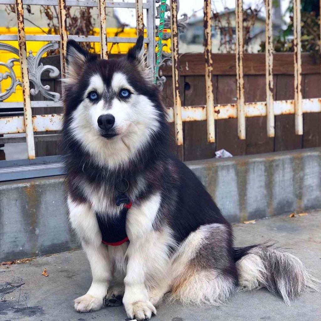 corgi alaskan husky mix