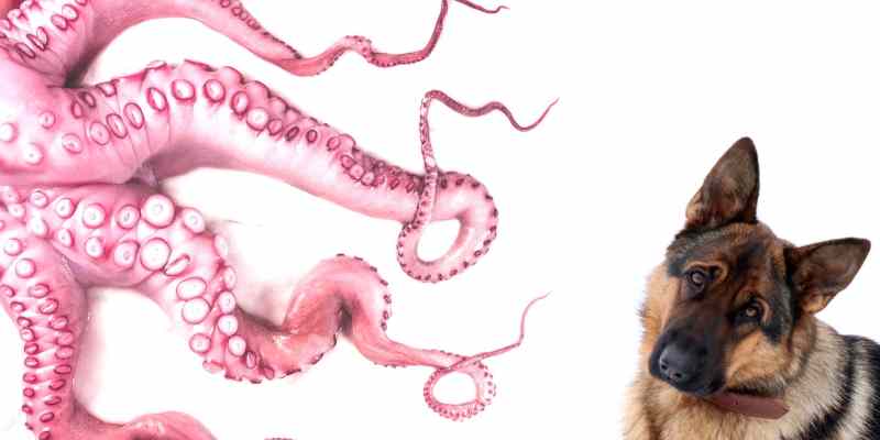 Can Dogs Eat Octopus? Raw, Cooked, or Dried?