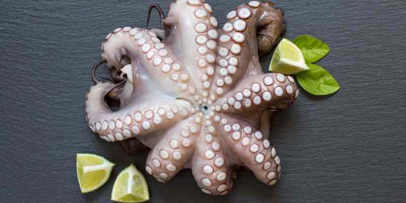 Can Dogs Eat Octopus? Raw, Cooked, or Dried?