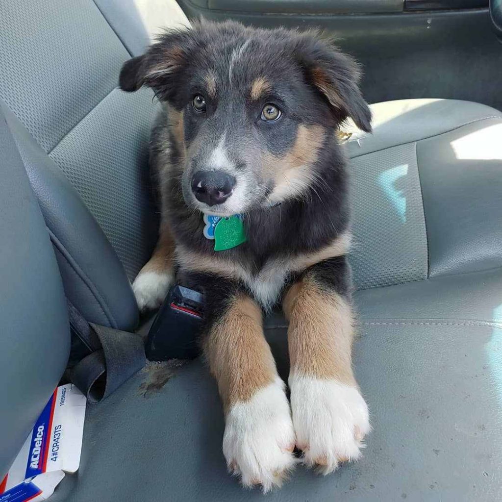 black and white australian shepherd border collie mix