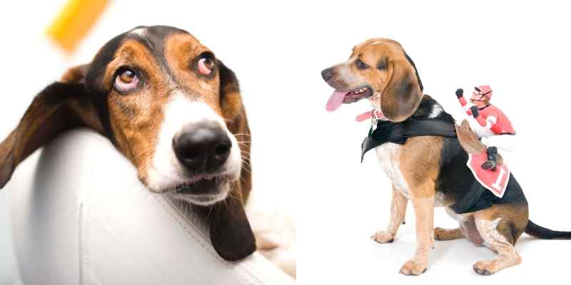 Beagle Basset Hound Mix Care Training And Trivia