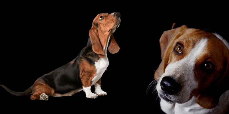 Beagle Basset Hound Mix Care Training And Trivia