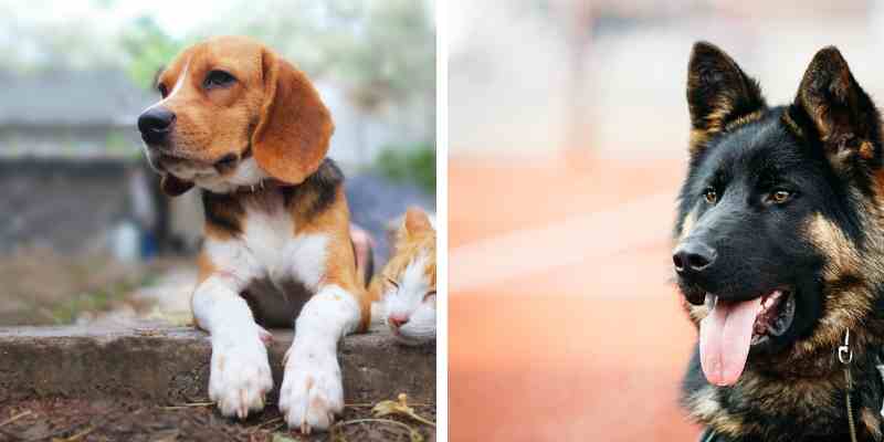 beagle and german shepherd mix