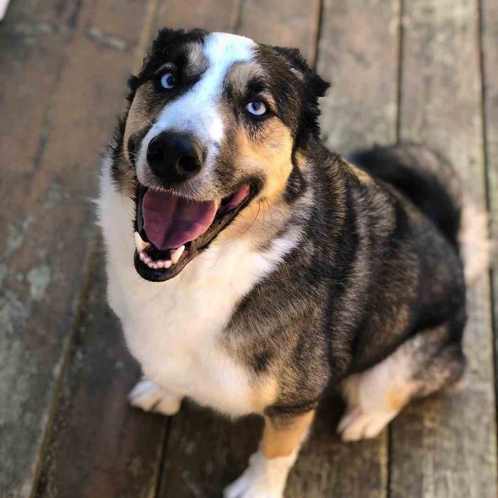 beagle cross husky