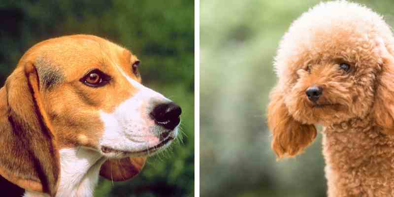 beagle standard poodle mix