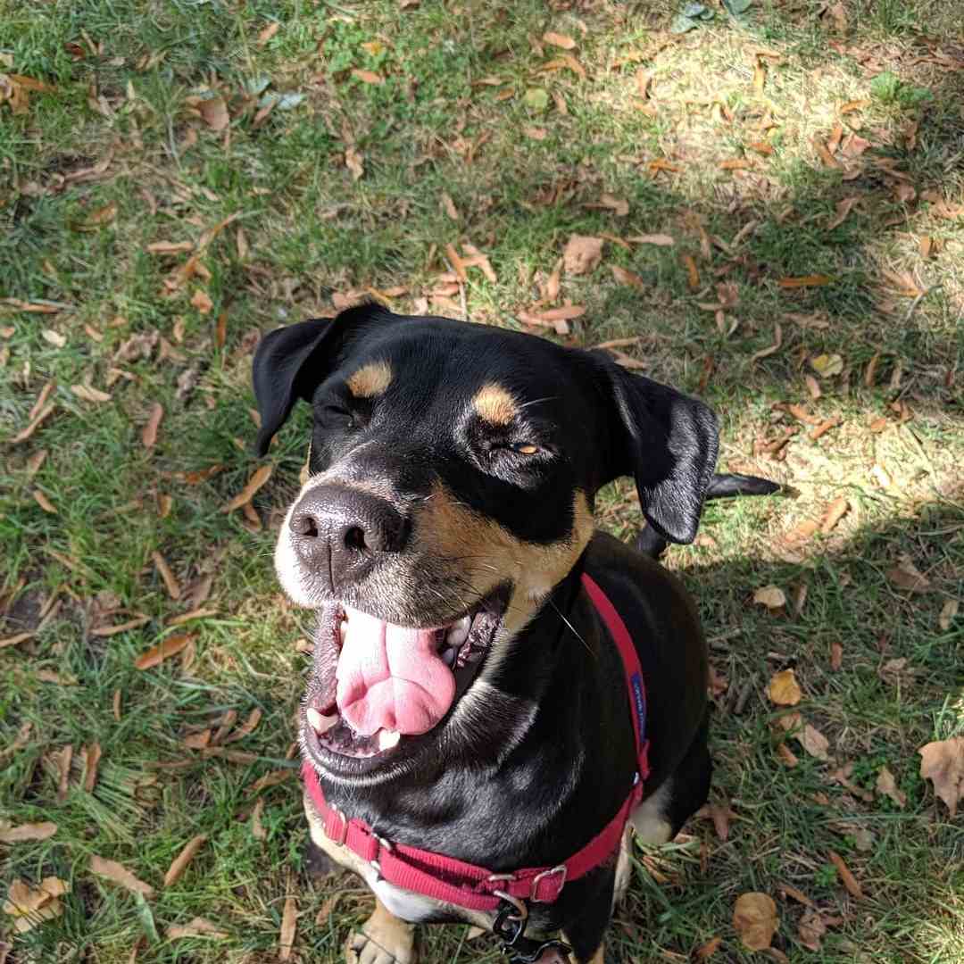 Beagle Rottweiler Mix Training, Grooming, and Trivia
