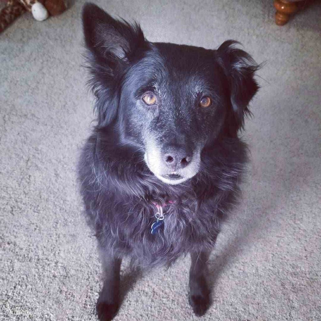 chow chow border collie mix