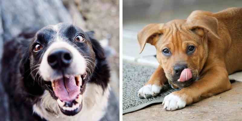 Border Collie Boxer Mix: Traits, Grooming, and Diet Tips