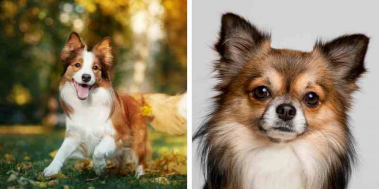 Border Collie Chihuahua Mix Health, Training, and Grooming