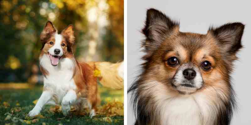 Border Collie Chihuahua Mix Health Training And Grooming