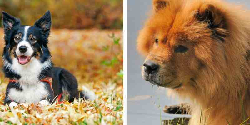 chow chow and chihuahua