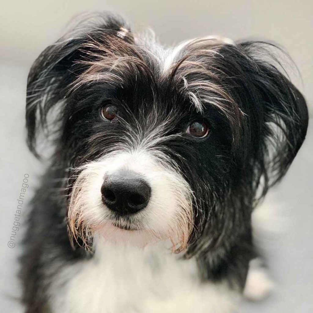 collie terrier mix puppies