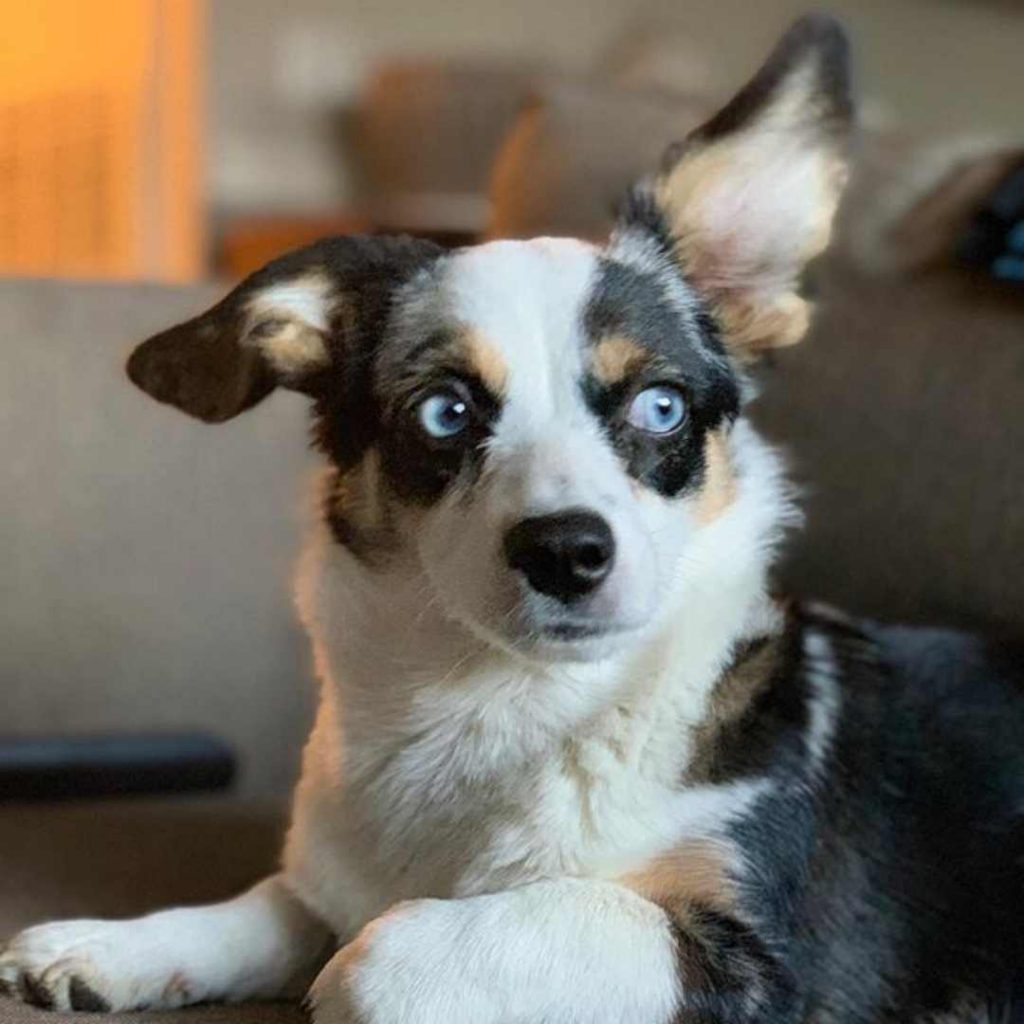 australian shepard corgi