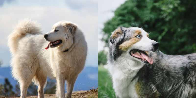 Great Pyrenees Australian Shepherd Mix Care Training Tips