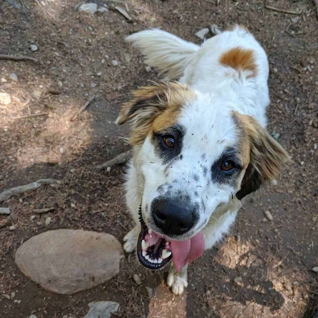 How big do the Great Pyrenees and Australian Shepherd mix dogs get? 