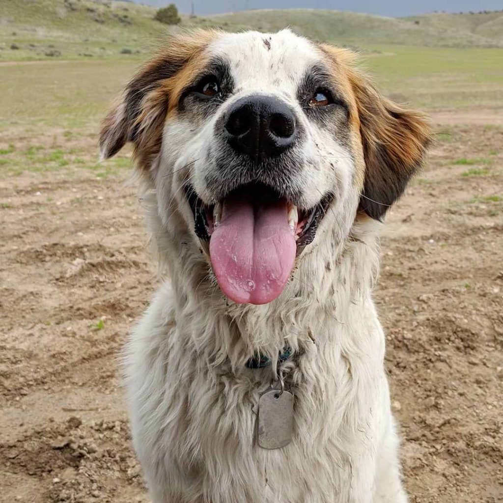 pyrenees and shepherd mix