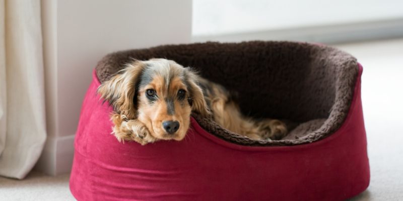 cheap washable dog beds