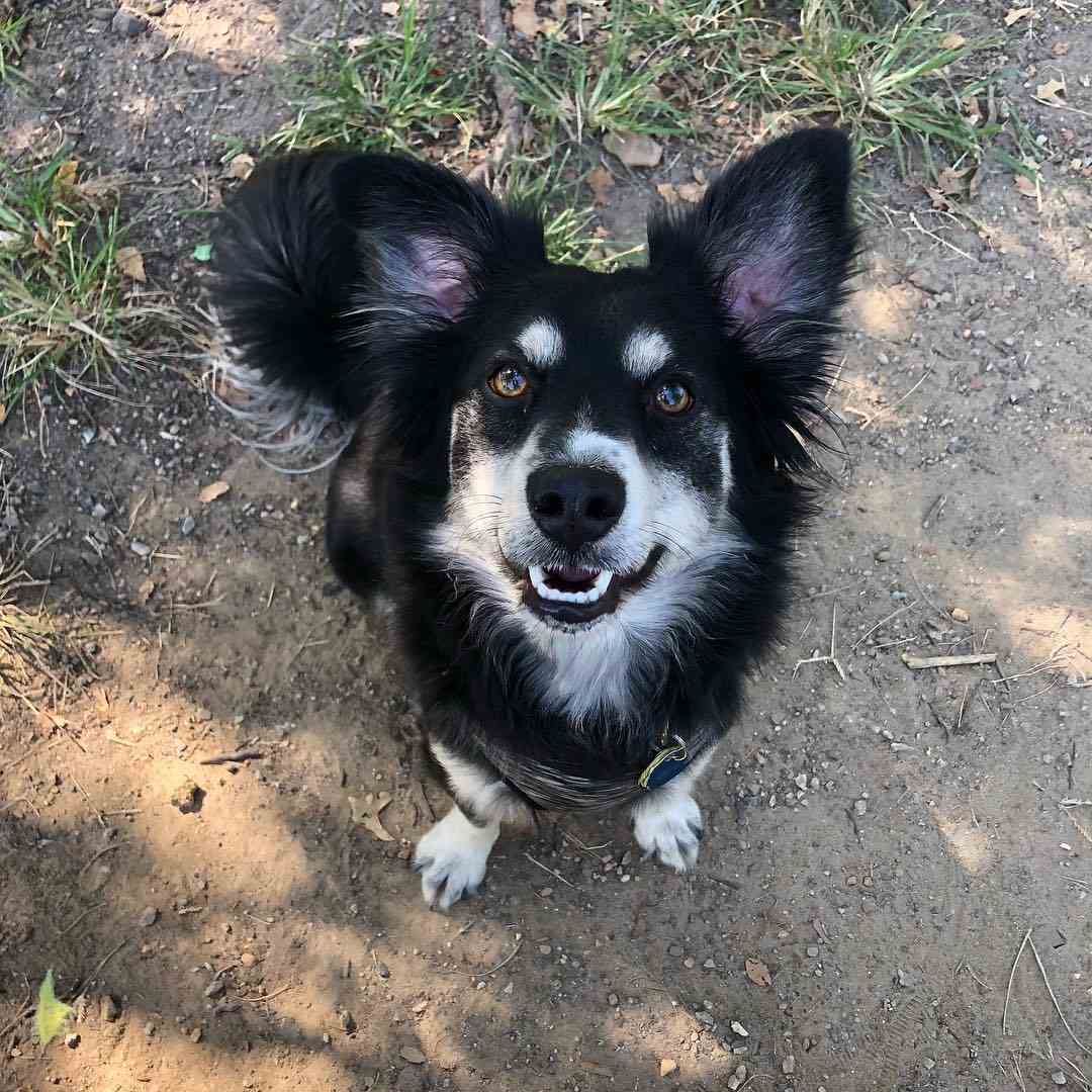 Border Collie Mix Grooming, Care, Shedding & Training