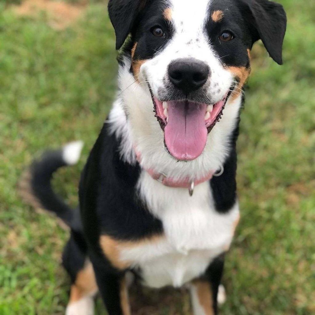 rottweiler cross border collie puppies